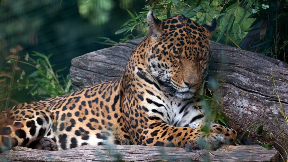 Обои для рабочего стола Спящий ягуар / Sleeping jaguar лежит на большом бревне на фоне густой зелени