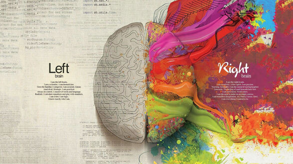 Обои на рабочий стол Рисунок головного мозга с изливающимися красками (Left brain Right brain)