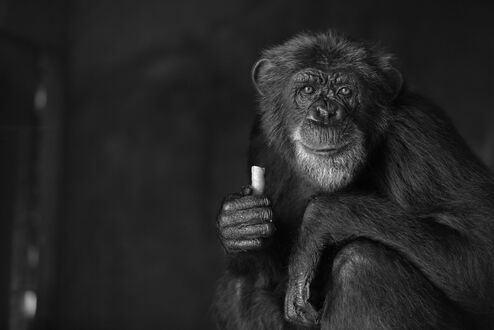 Обои на рабочий стол Обезьяна держит в руке небольшой белый предмет, на темном фоне
