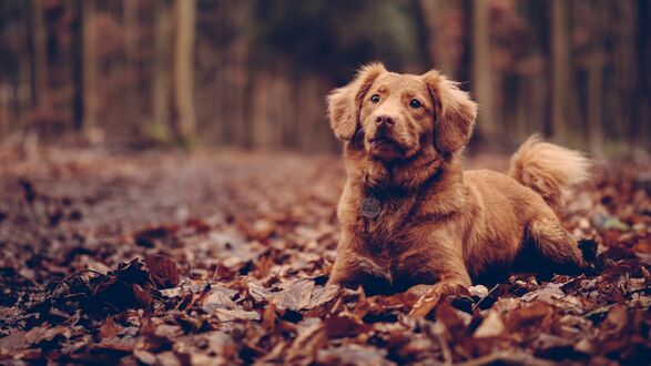 Обои на рабочий стол Коричневый Новошотландский ретривер / Nova Scotia Duck Tolling Retriever лежит на опавших коричневых листьях, на фоне размытых стволов деревьев в осеннем лесу