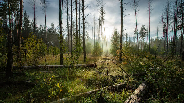 Обои на рабочий стол Жигулевский заповедник / Zhiguli Nature Reserve, Самарская область / Samara Oblast, Россия / Russia, поваленные деревья и густая трава на земле среди высоких сосен, солнечного света, пробивающегося сквозь туман и облаков