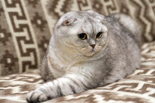Обои на рабочий стол Шотландская вислоухая кошка / Scottish Fold cat лежит, вытянув переднюю лапу, на фоне коричневого пледа с геометрическим узором