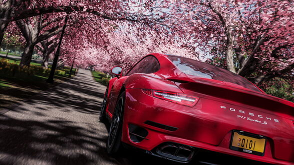 Обои на рабочий стол Porsche 911 Carrera S на фоне цветущей сакуры