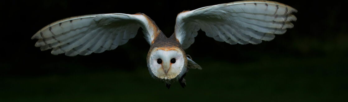 Обои на рабочий стол Сипуха / Barn owl летит с расправленными крыльями на темном фоне
