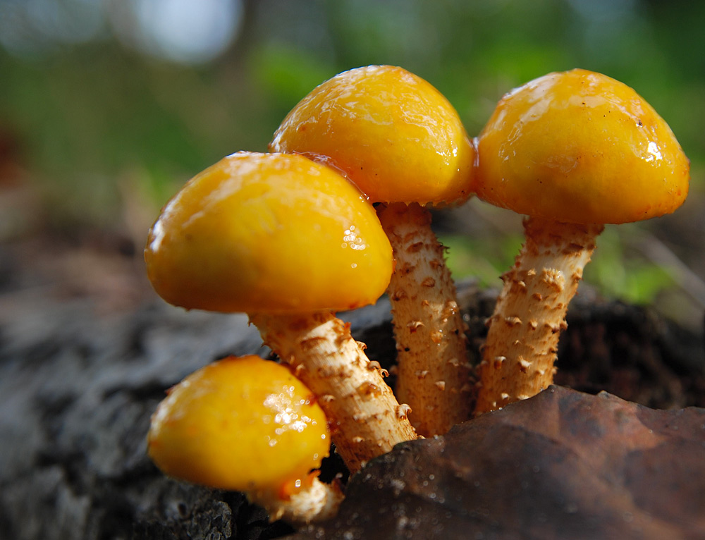 Съедобный. Грибы опята желтые. Жёлтый гриб несъедобный. Опята съедобные желтые грибы похожие. Паутинник гриб желтый скользкий.
