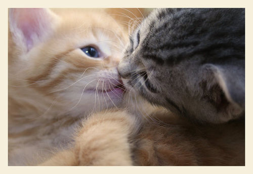 Котики целуются - обои и картинки на рабочий стол