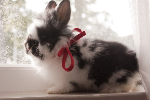 Фото Кролик с красной лентой