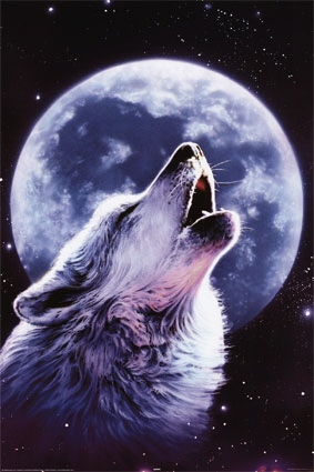 Фото Волк воет на луну