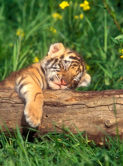 Фото Спящий тигренок