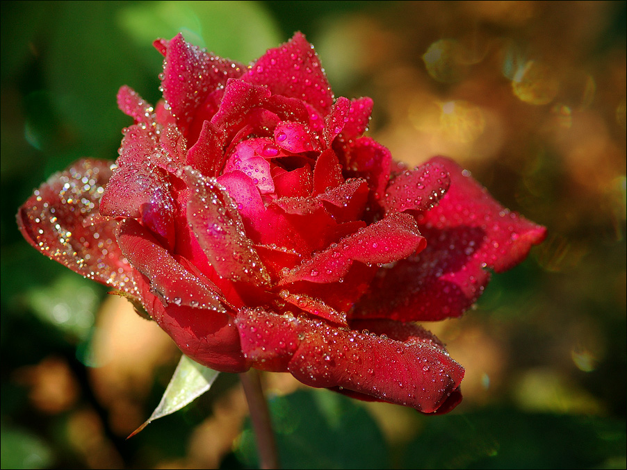 Фото Алая роза с росой