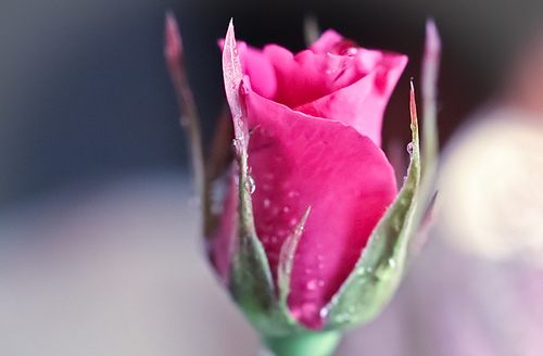 Фото Красивая роза