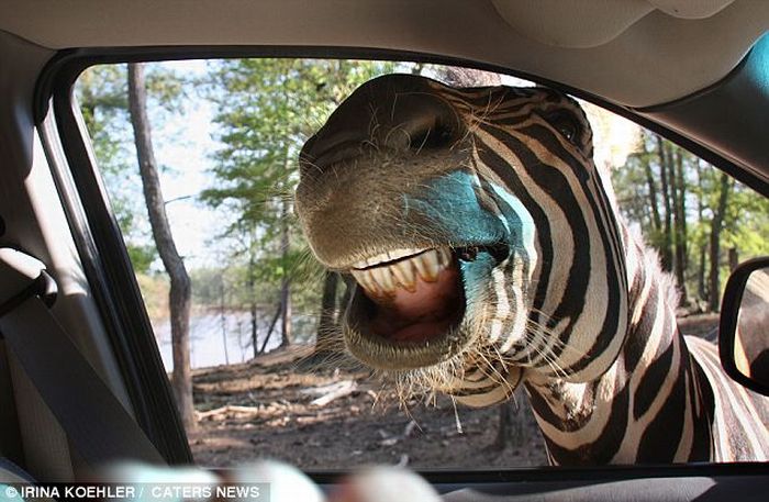 Фото Зебра засунула голову в окно машины чтобы поздороваться