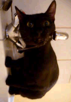 Фото Кошак пьет воду из-под крана