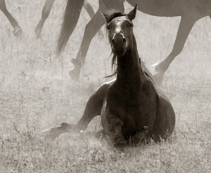 Фото Упавшая лошадь