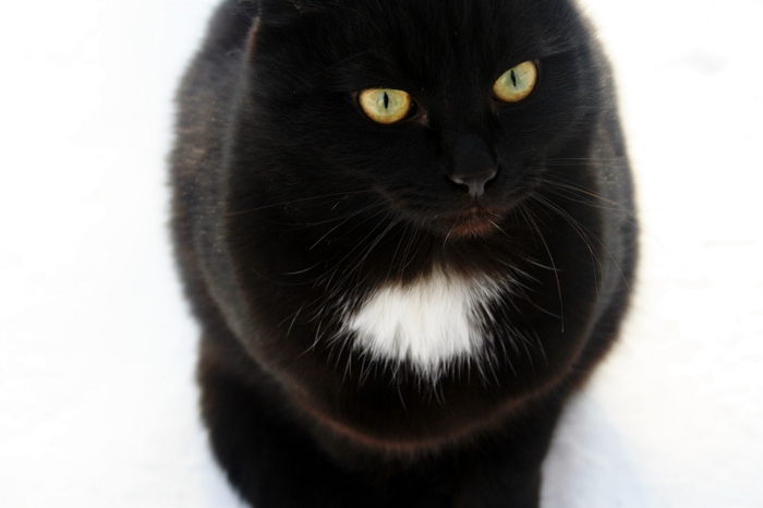 Черный котенок фото