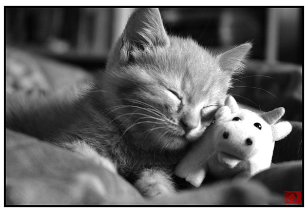 Фото Котёнок спит с игрушечной коровой