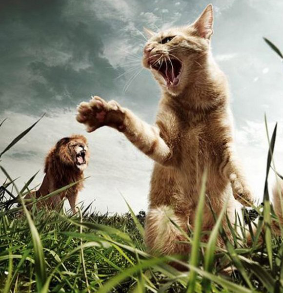 Фото Кот против льва