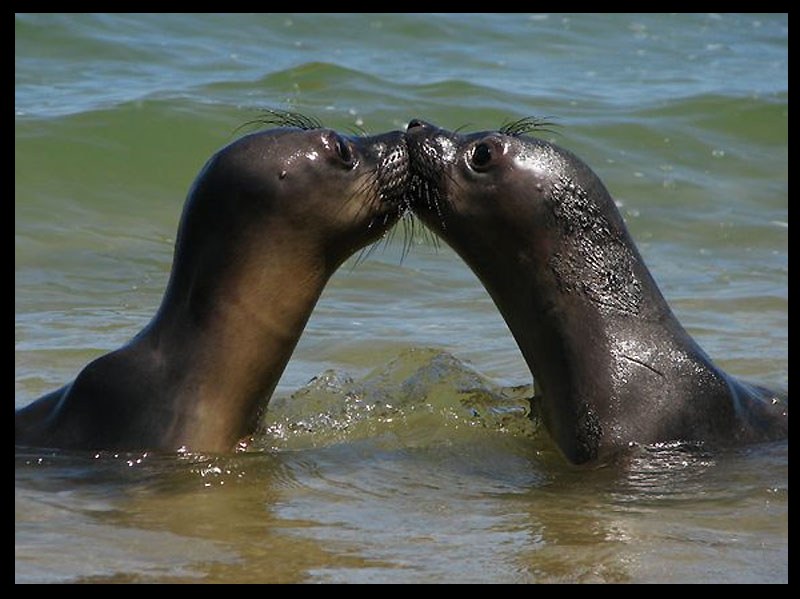 Фото Поцелую тюленей в воде