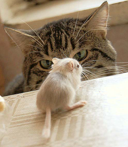 Фото Колоссальное напряжение.. Кот и мышка , кто кого ?
