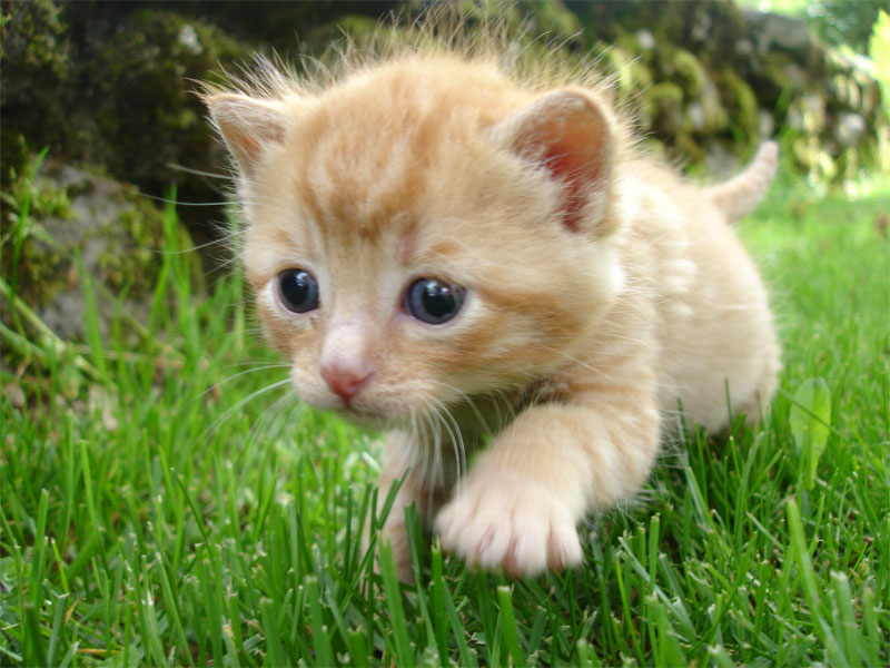Фото Котёнок крадётся в траве