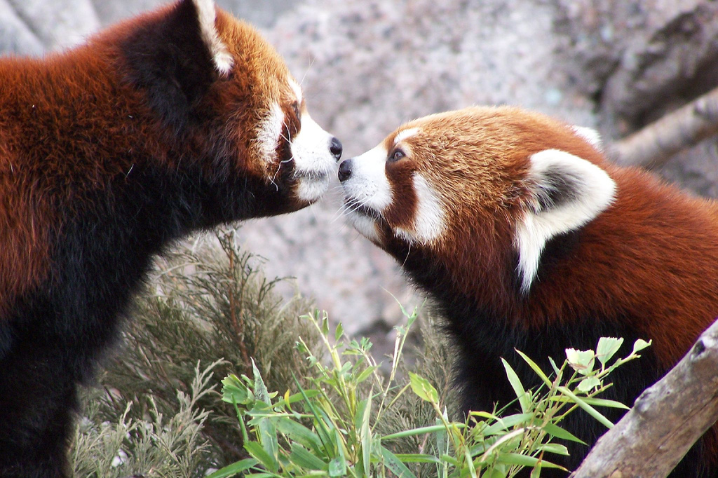 Фото Общение двух красных панд