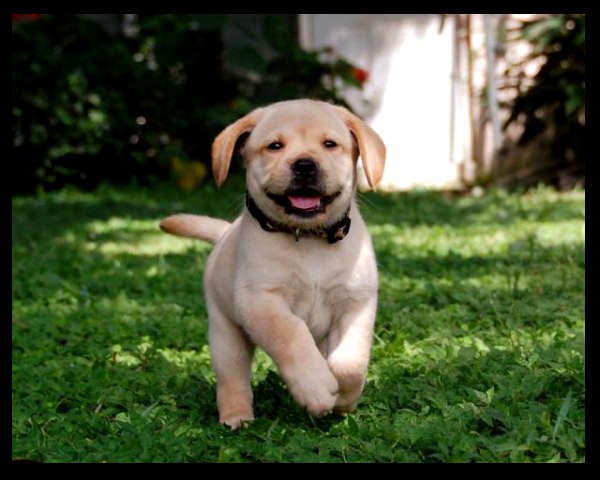 Радостный щенок