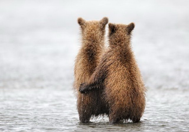 Медведь и Медвежонок (60 фото)
