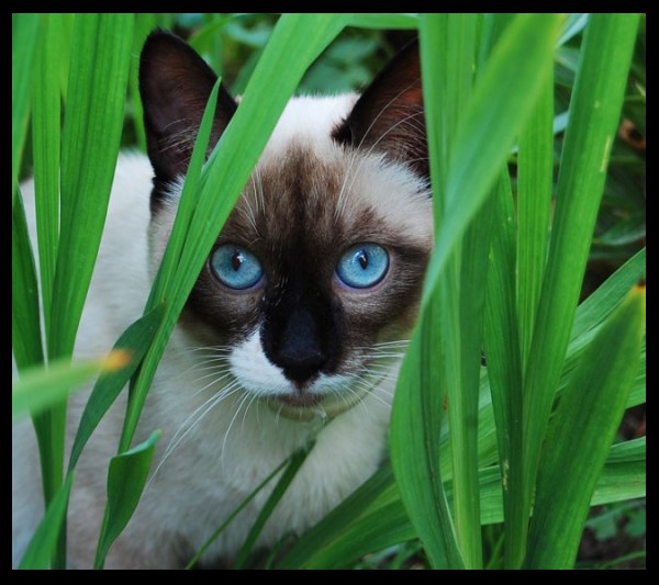 Фото Сиамский кот сидит в высокой траве