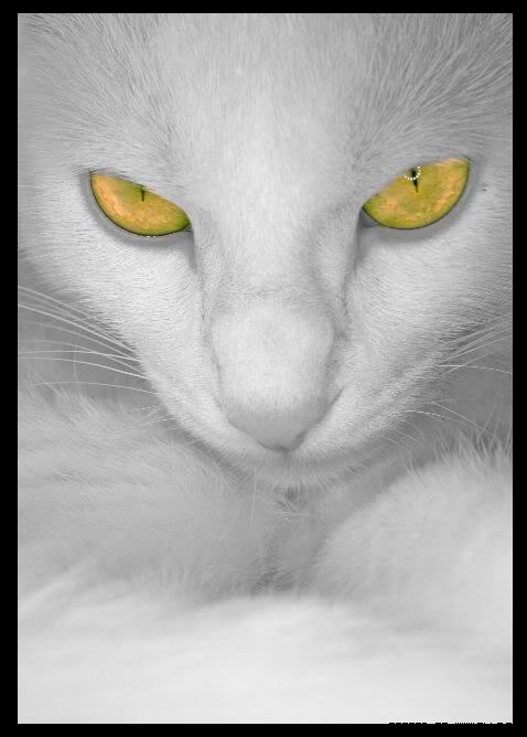 Фото Кошка с красивыми глазами