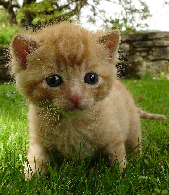 Фото Маленький рыжий котёнок идёт по траве