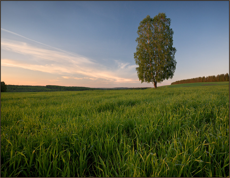 Фото Одинокое дерево в поле