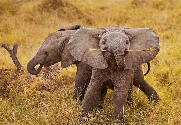 Маленькие слоники фото