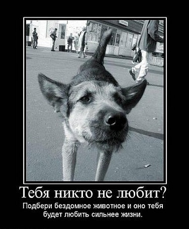 Фото Тебя никто не любит? Подбери бездомное животное и оно тебя будет любить сильнее жизни.