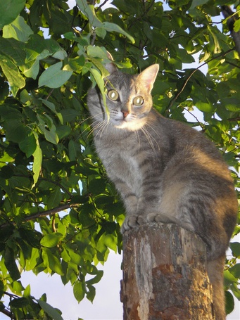 Котенок на дереве фото