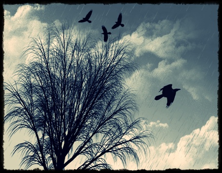 Вороны над головой. Птица над деревом. Вороны кружат. Птицы кружат. Вороны в небе.