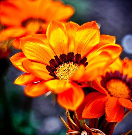 Ярко оранжевые цветы фото