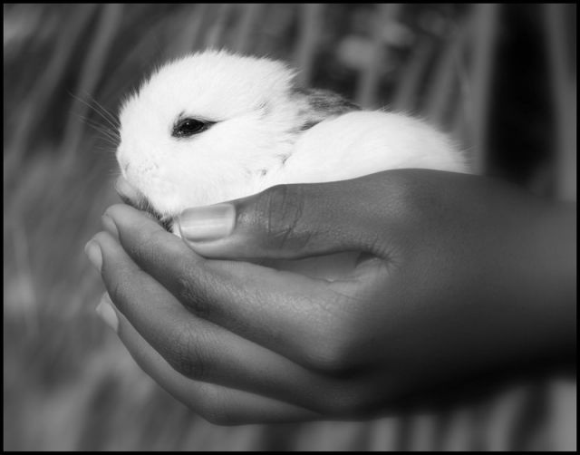 Фото Девушка держит кролика в руках