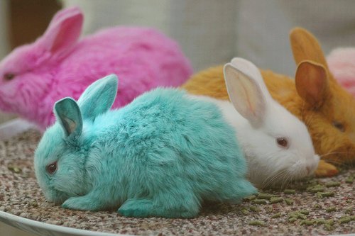 Фото Разноцветные кролики