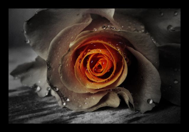 Фото Красивая роза