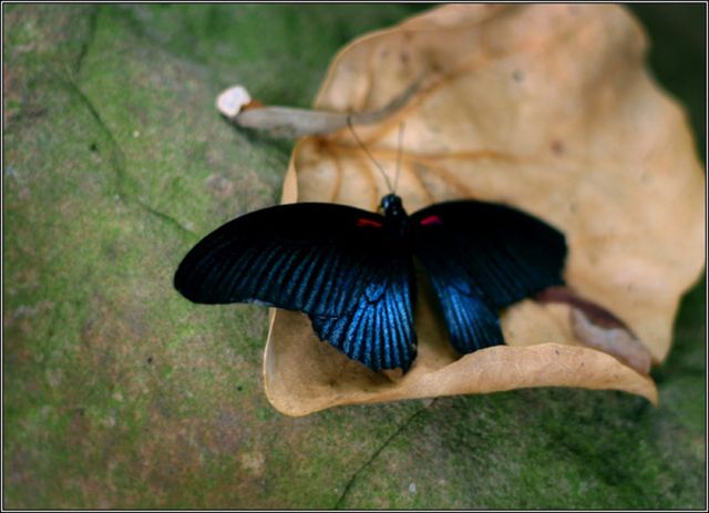 Фото Красивая бабочка на листе