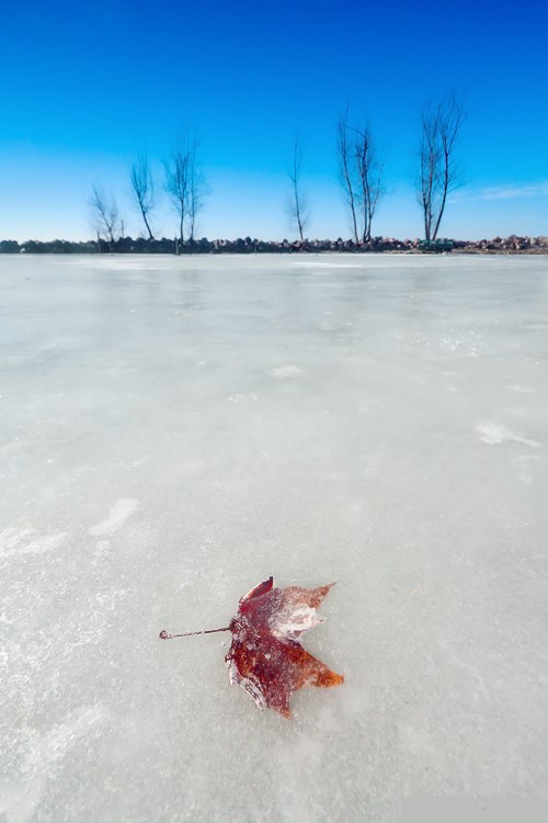 Фото Листик во льду