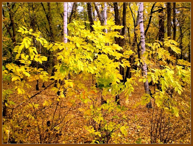 Фотографии осеннего леса