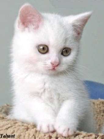 Котенок фото милый белый