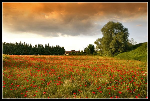 Фото в маковых полях