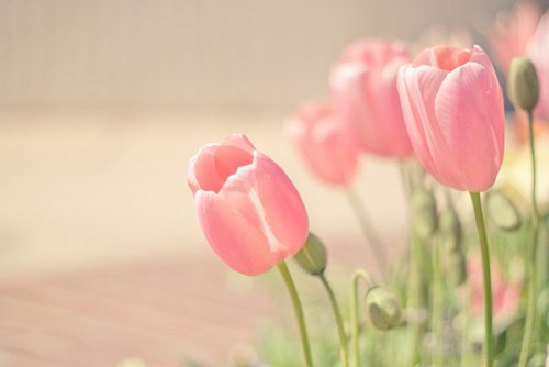Фото Розовые тюльпаны