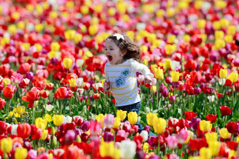 Фото Двухлетняя Каэла Грациано среди тюльпанов на ферме Вуден Шу во время фестиваля тюльпанов в Вудберне, штат Орегон