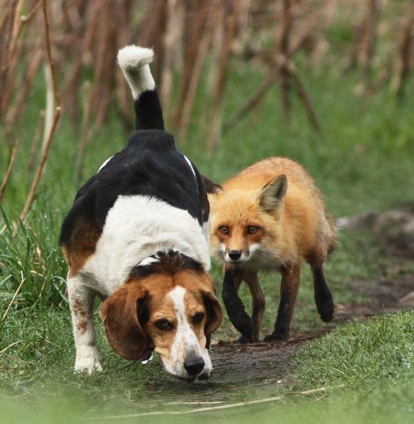 Фото Лиса и охотничий пёс