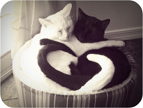 Кот и кошка любовь - 74 фото