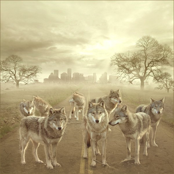Фото Волки стоят на дороге
