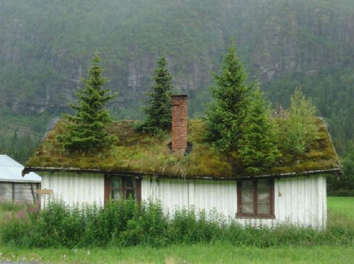 Фото На крыше деревянного дома растут деревья и трава